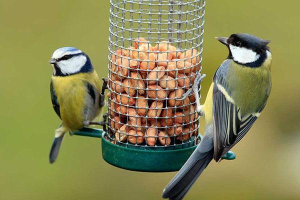 comederos para pájaros en el jardín