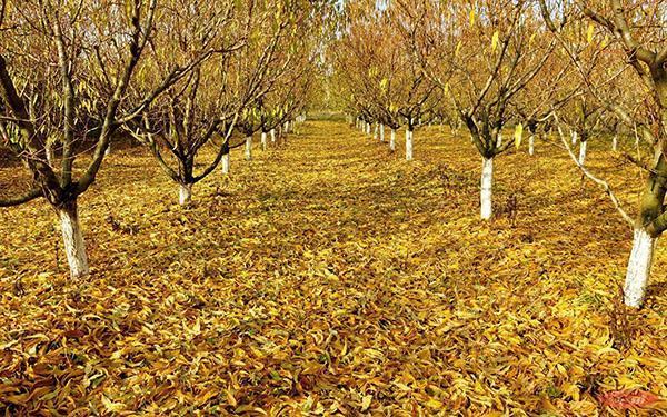 jardín en noviembre