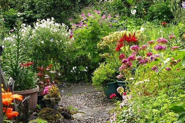 parterres de fleurs en juillet