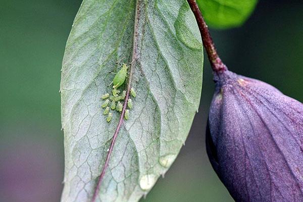 lutte contre les parasites des parterres de fleurs