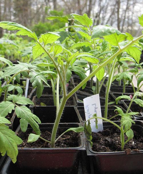 tomates en cassettes