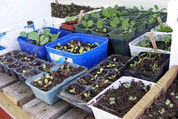 preparación de plántulas