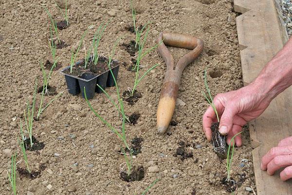 plantar plántulas en campo abierto.