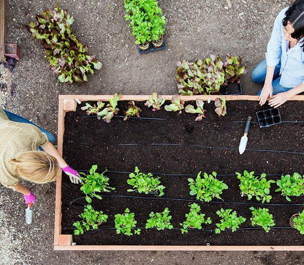 remplir le potager