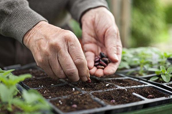 planter des légumineuses