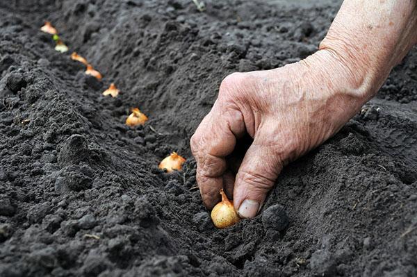 plantar cebollas