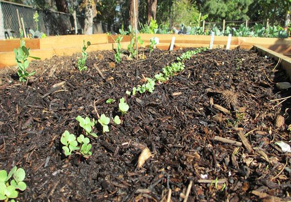 entretien des lits de jardin en mai