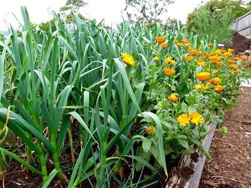 calendula et ail