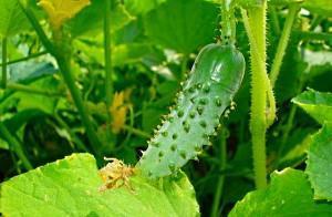 pepino