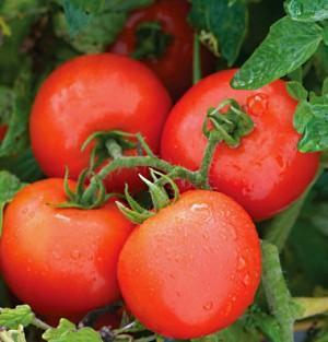 Tomates