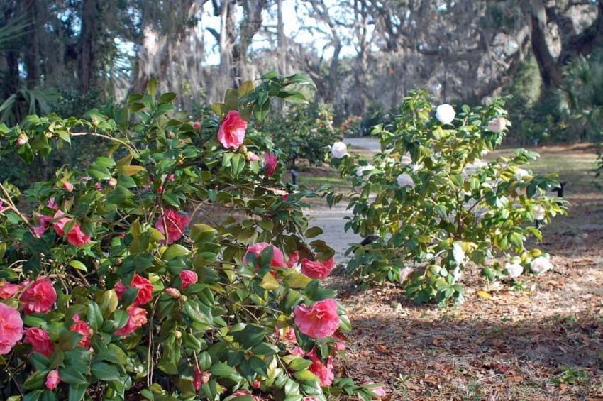 camelia en flor