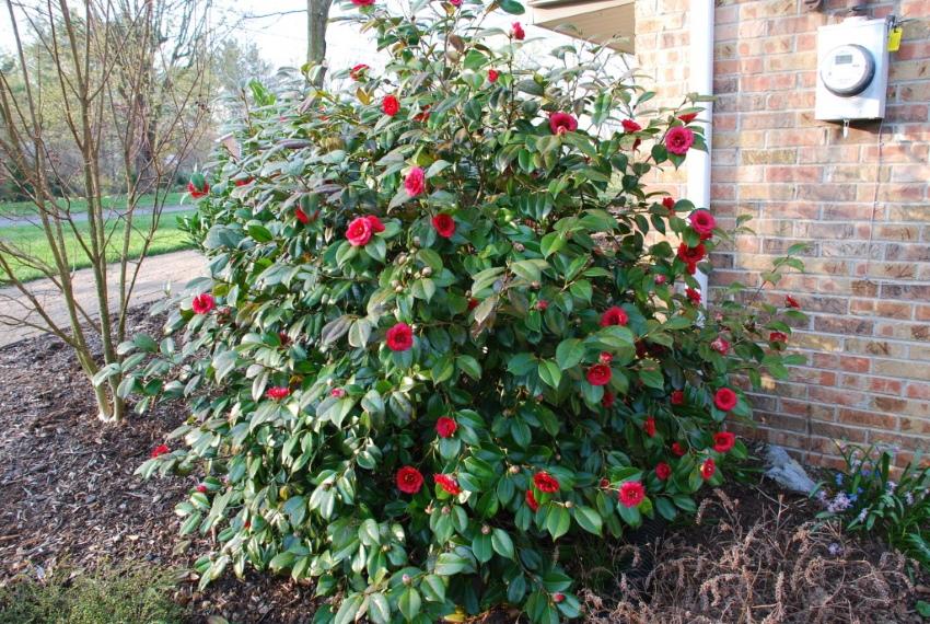 plantación de jardín de camelia y cuidado del jardín