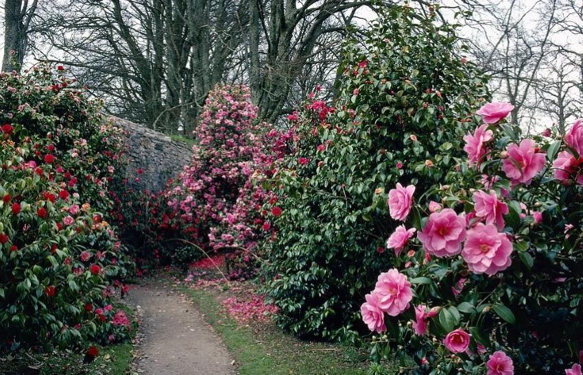 plantación y cuidado del jardín de camelia