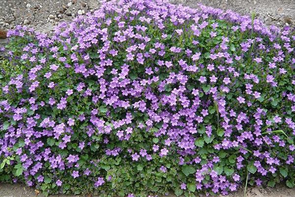 Campanula perenne florece