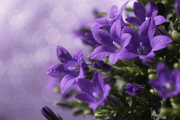 cuidado de campanula de jardín perenne