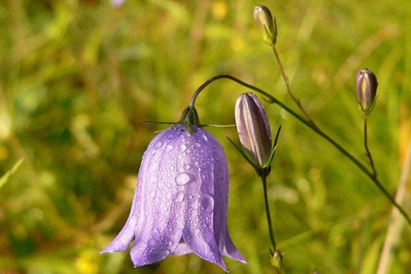 la cloche est en fleurs