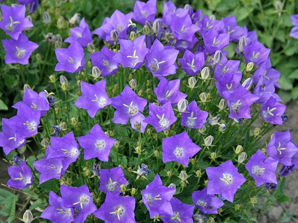 Campanula de jardín perenne