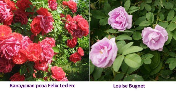 Rose canadienne Felix Leclerc photo