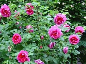 Descripción general de plantar una rosa canadiense