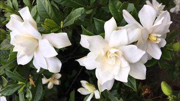 caprichos de gardenia