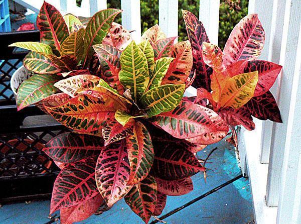 croton capricieux