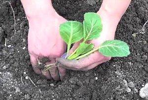 planter des plants de chou dans le sol