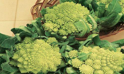 foto de col Romanesco