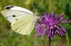 Col repollo blanco mariposa
