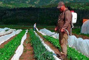 Productos químicos para combatir la polilla de la col