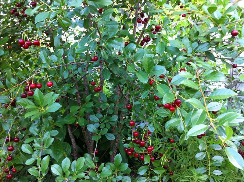 cerises mûres Carmin précieux