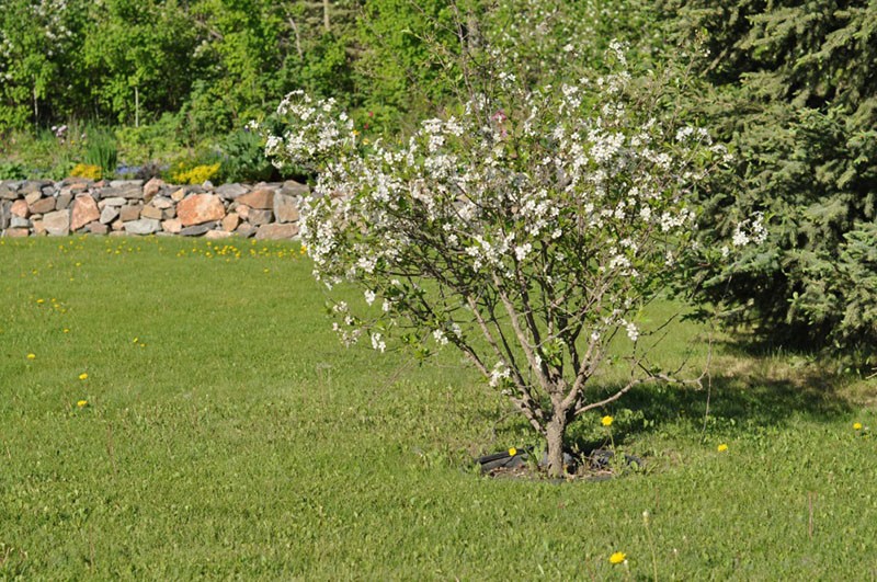 fleurs de cerisier nain Carmin précieux