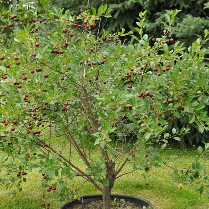 arbre bas compact