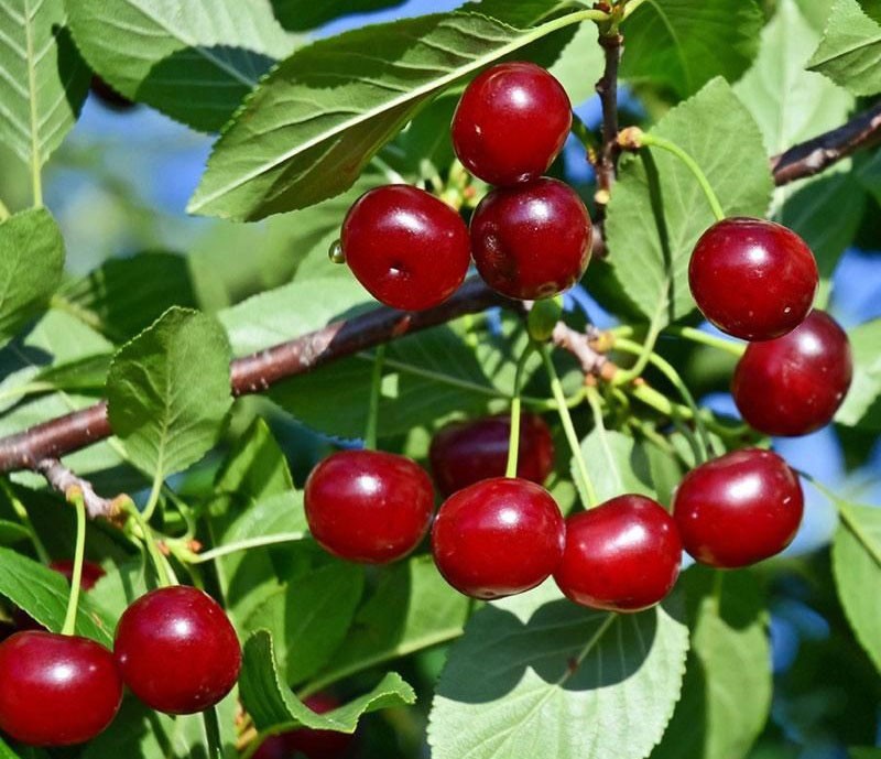 cerezas maduras