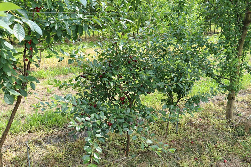 El cultivo de la cereza precioso carmín