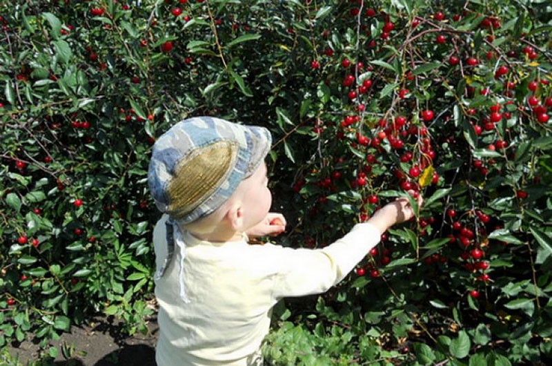 bébé mange des cerises