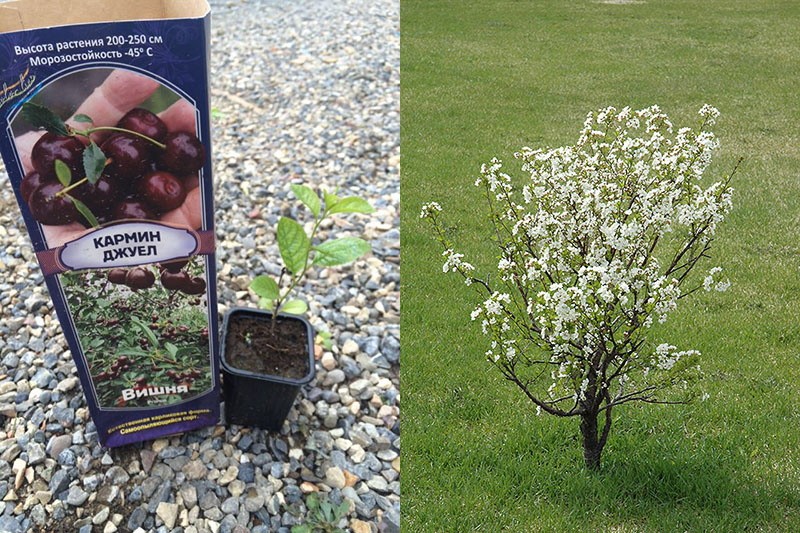 compró un árbol joven de cereza enana
