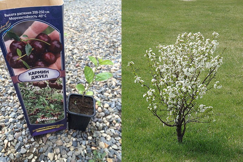 compró un árbol joven de cereza enana