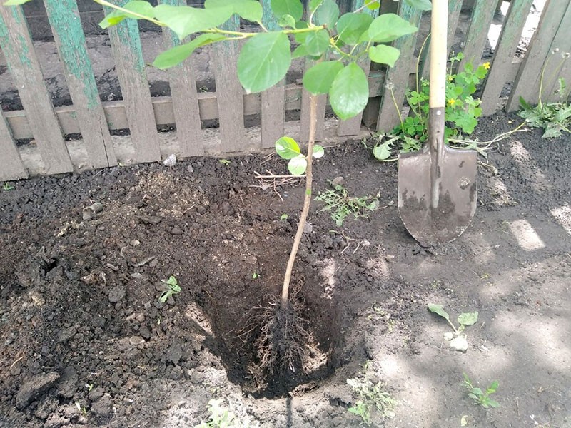 plantar plántulas de cerezo