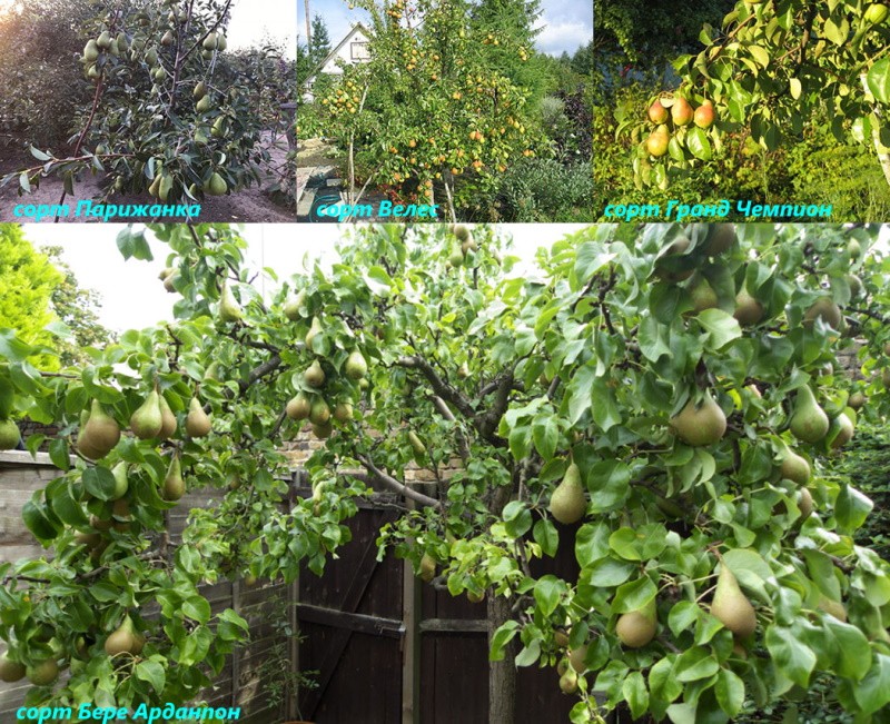 variétés de poires naines