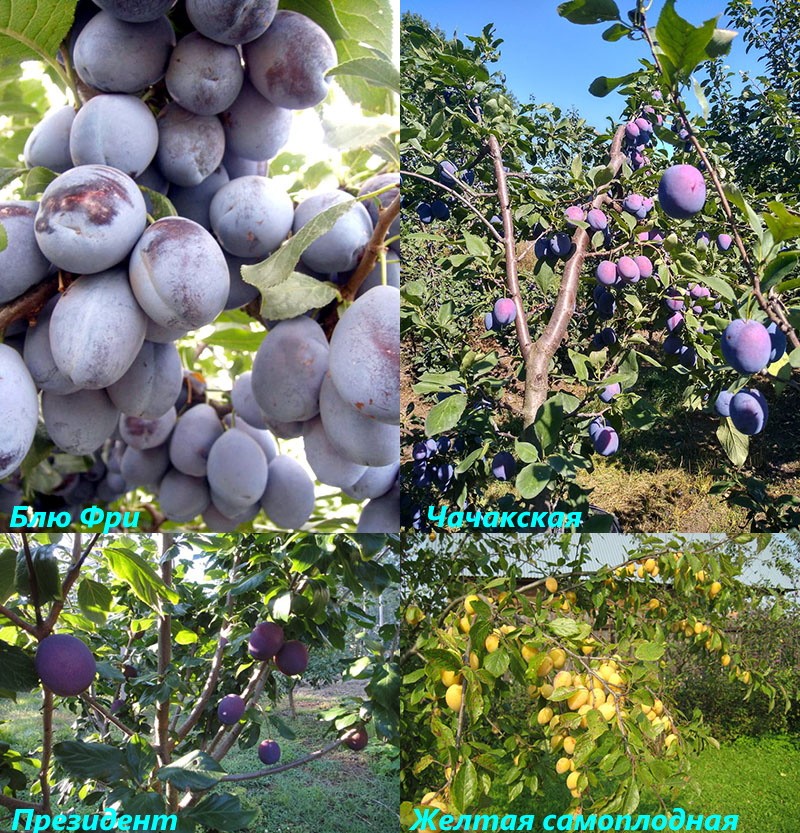 les meilleures variétés de prunes naines