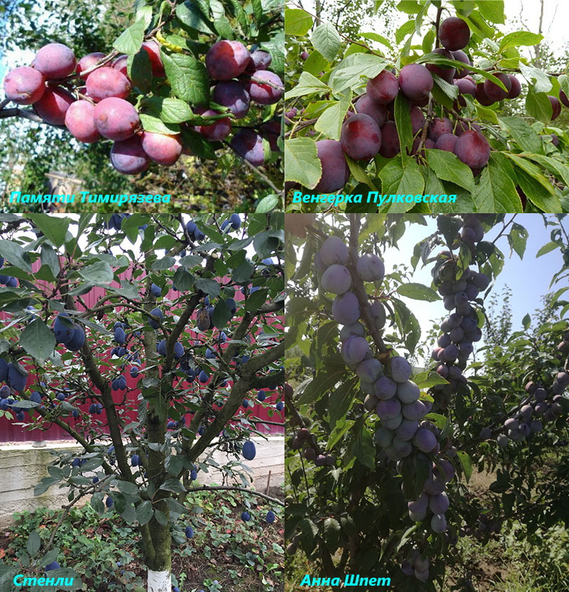 ciruelas de tamaño insuficiente