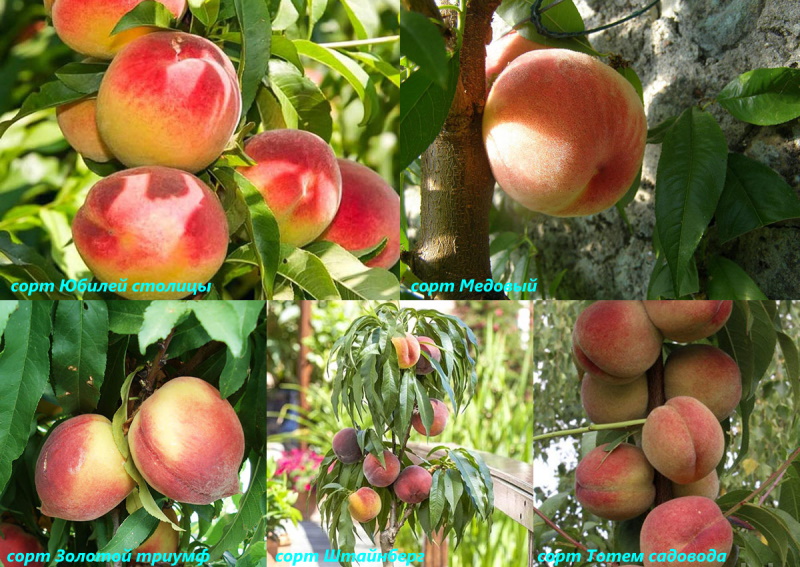 variétés de pêches naines