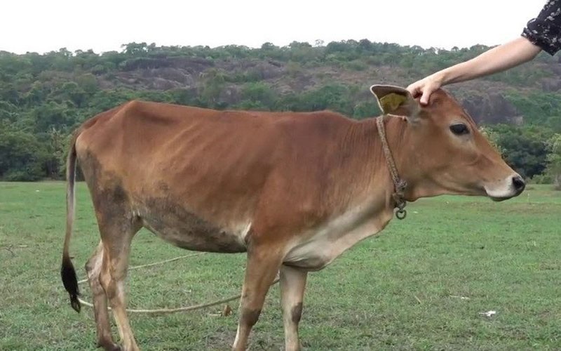 vacas enanas Vechur