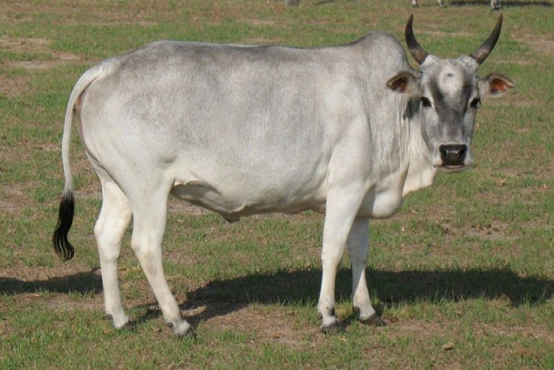 vache zébu