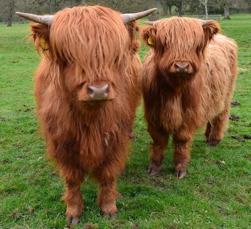 vacas enanas de las tierras altas