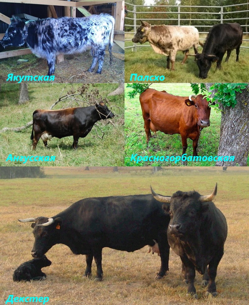 races populaires de vaches naines
