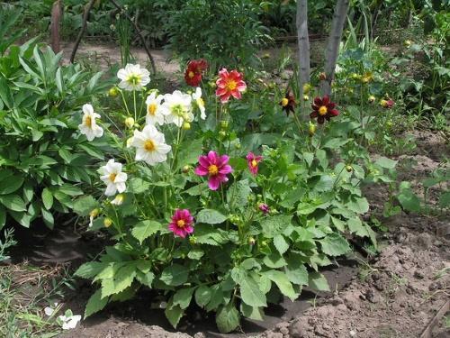 les dahlias fleurissent