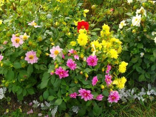 dahlias les gars drôles