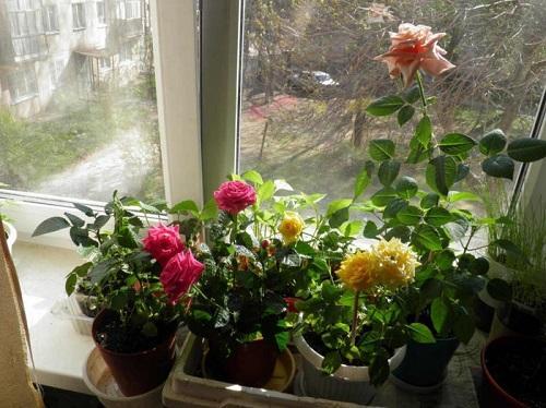 roses sur la fenêtre
