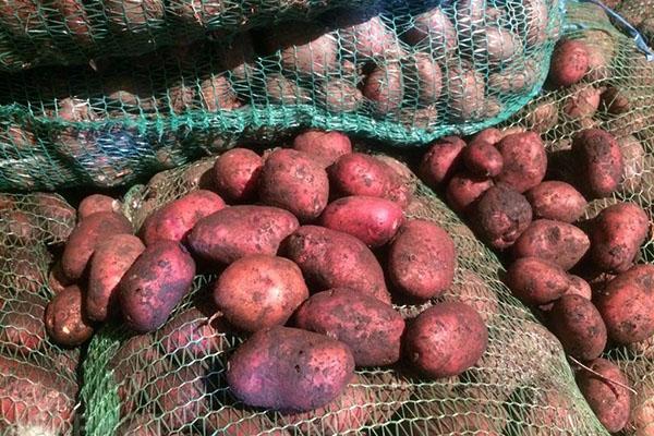 pommes de terre à maturité précoce Rosar